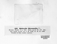 Diaporthe strumella image